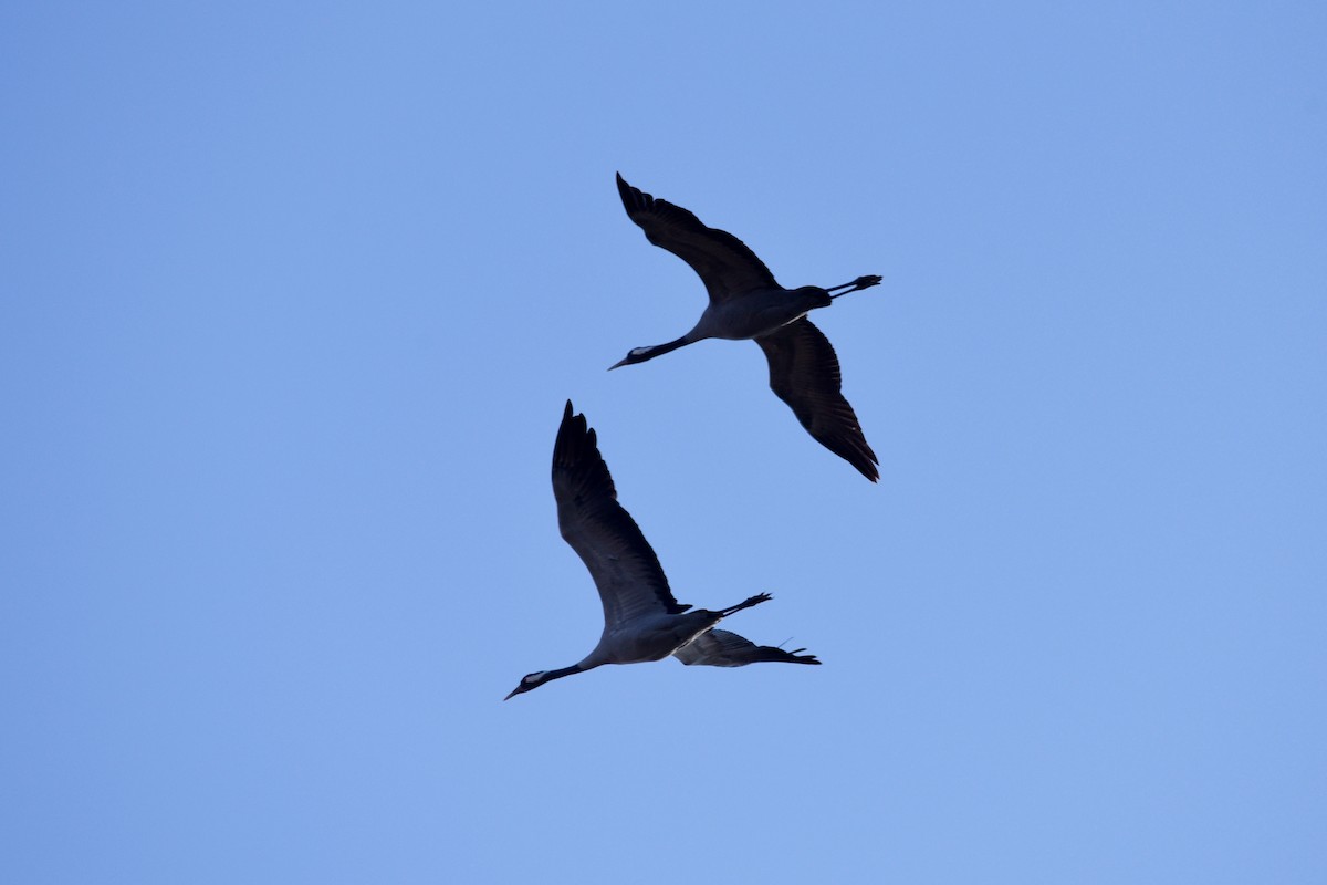 Common Crane - Javier Martín