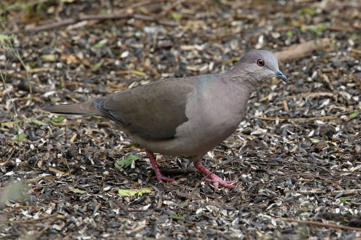 White-tipped Dove - Noah Strycker