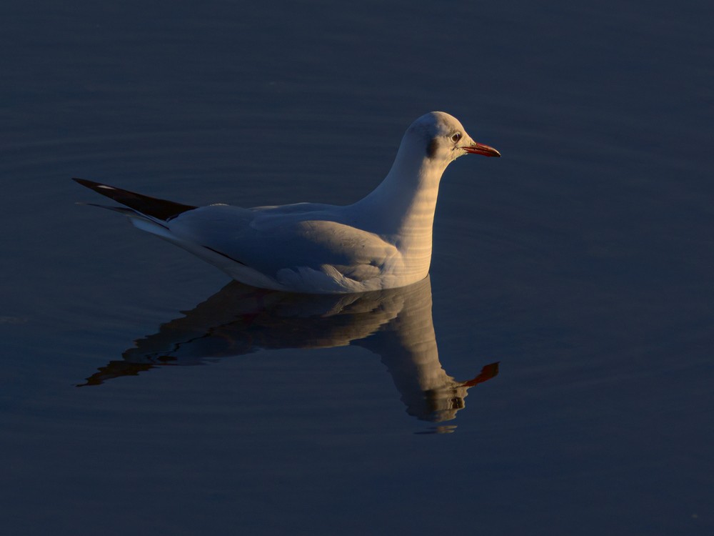 Mouette rieuse - ML133797601