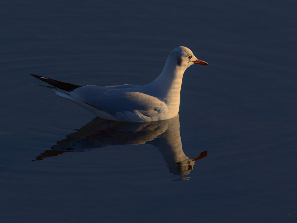 Black-headed Gull - ML133797601