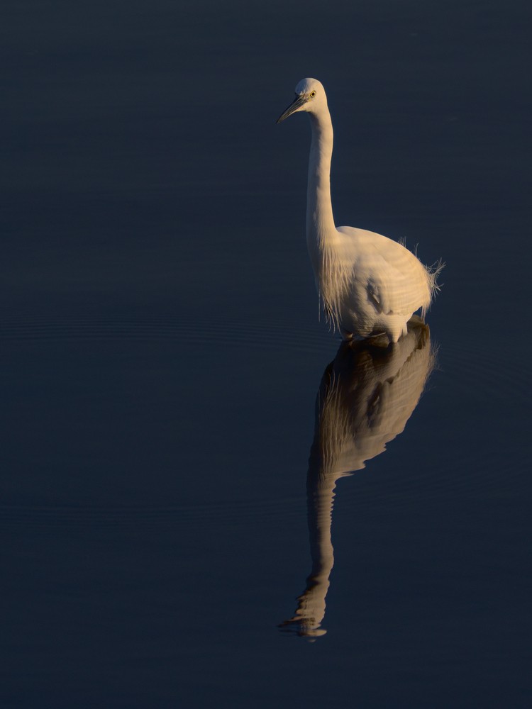 Little Egret - ML133798261