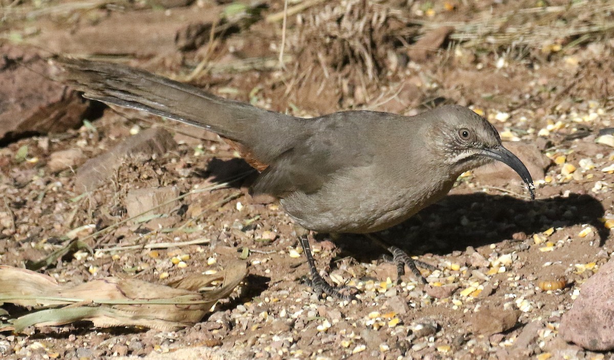 Crissal Thrasher - ML133800451