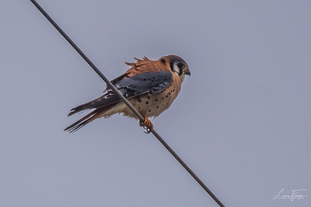 American Kestrel - LAURA FRAZIER