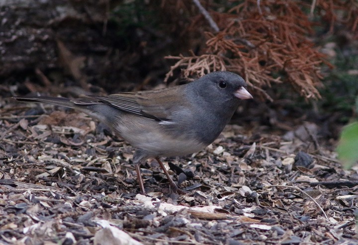 Dark-eyed Junco (Slate-colored) - ML133801431