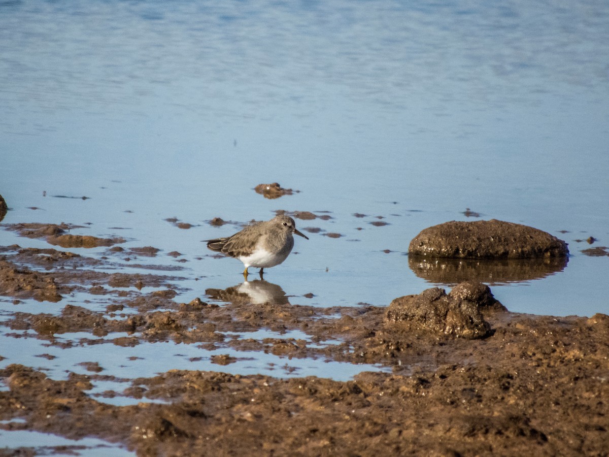 Temminck's Stint - ML133802521