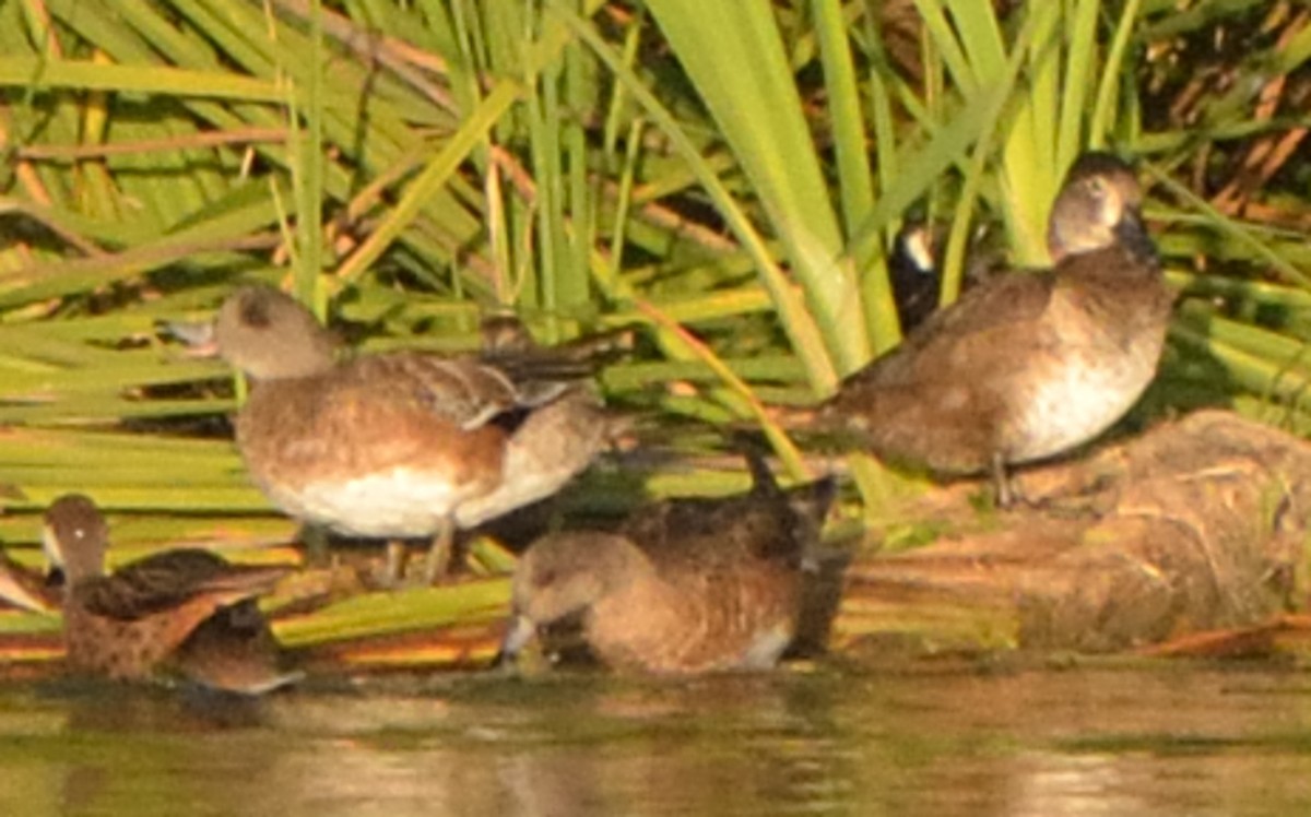 American Wigeon - ML133802841