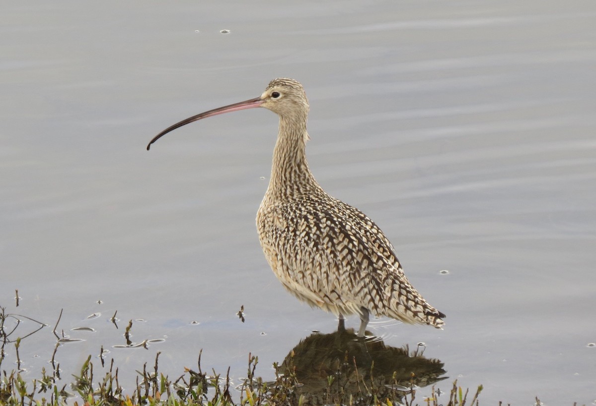 Long-billed Curlew - Dana  Schroeder