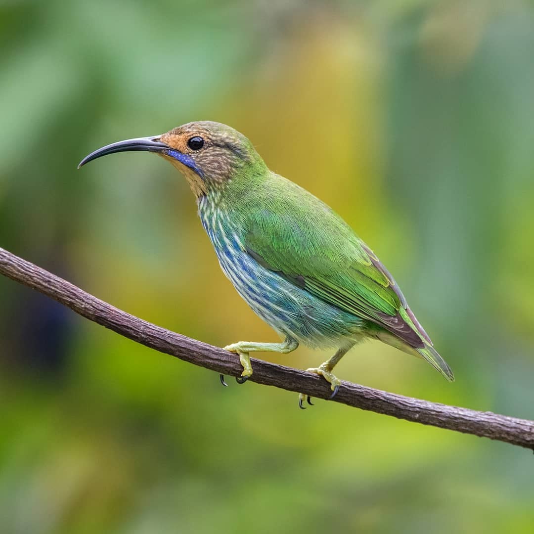 Purple Honeycreeper - Richard Lakhan