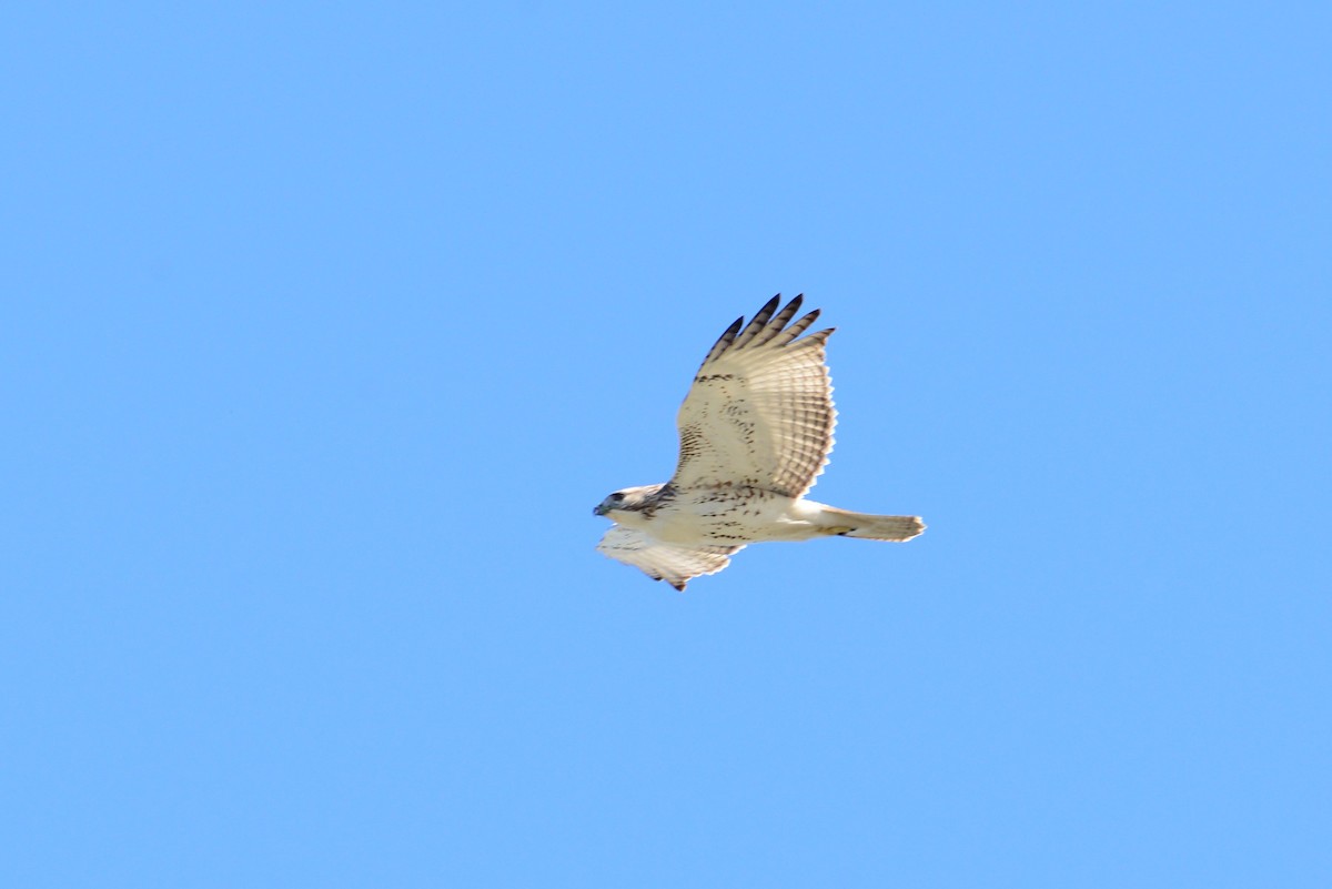 Red-tailed Hawk - Sally  Palmer