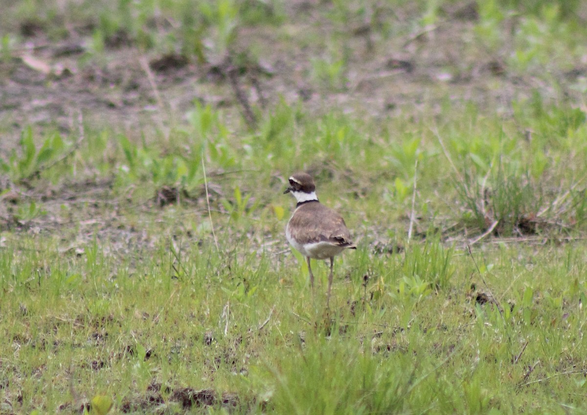 Killdeer - ML133810071