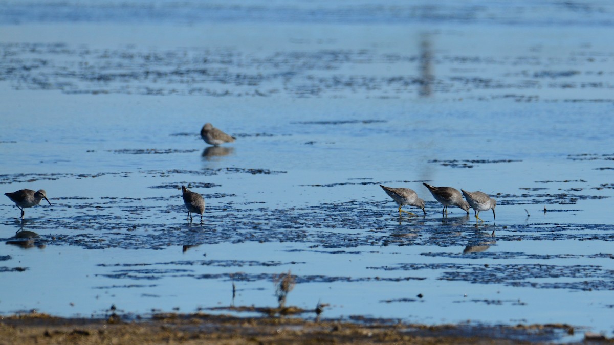 Stilt Sandpiper - ML133811011