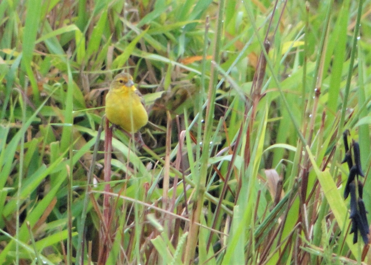 Grassland Yellow-Finch - Carlos Otávio Gussoni