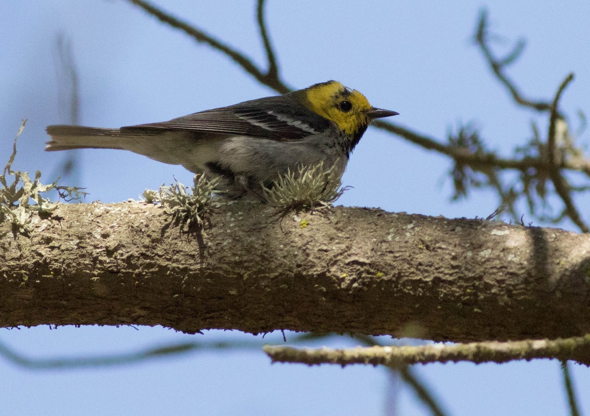 Paruline à tête jaune - ML133812801