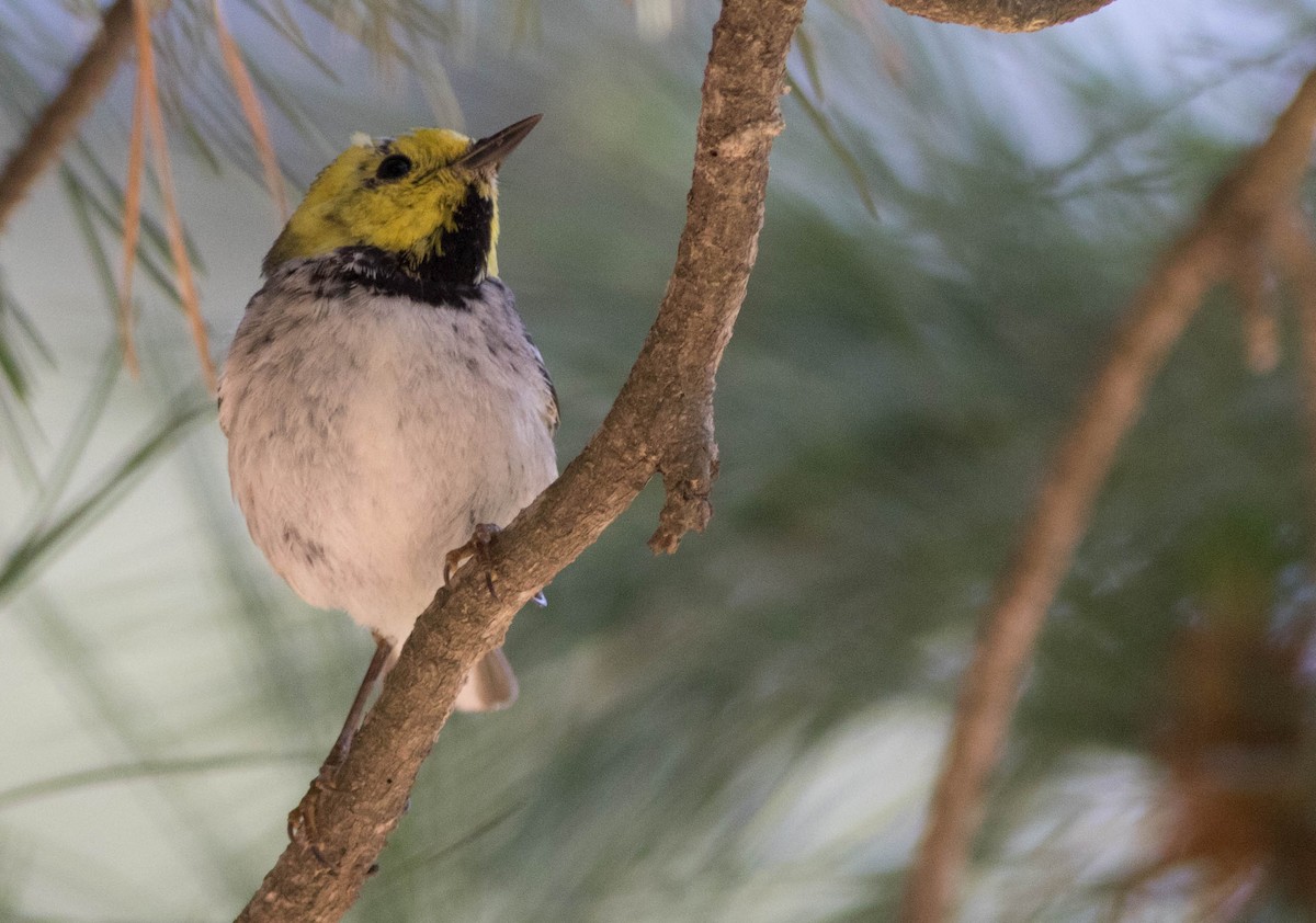 Paruline à tête jaune - ML133812811