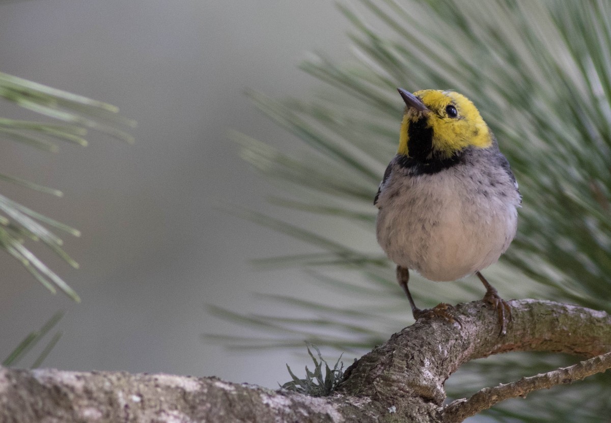 Paruline à tête jaune - ML133812821