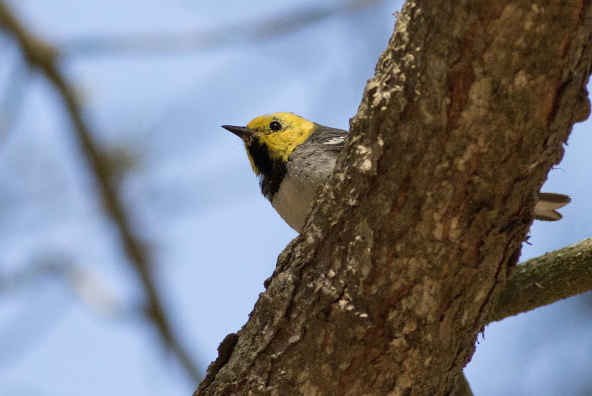 Paruline à tête jaune - ML133812851