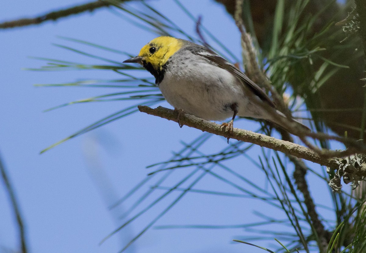 Paruline à tête jaune - ML133812871