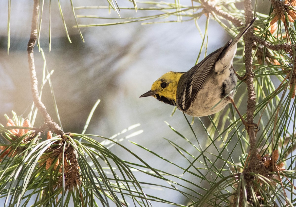 Hermit Warbler - Joachim Bertrands