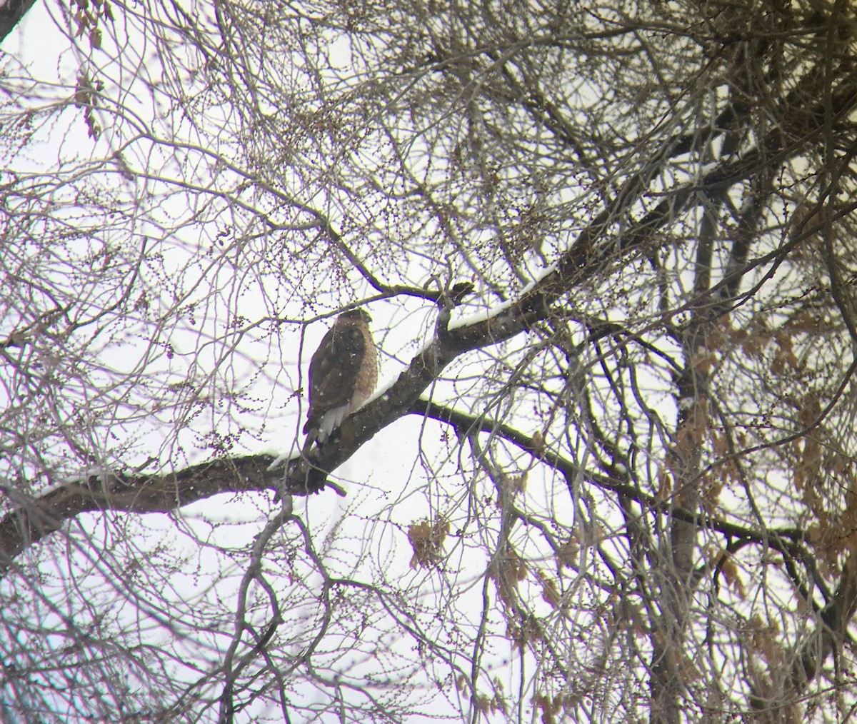 Cooper's Hawk - ML133815091