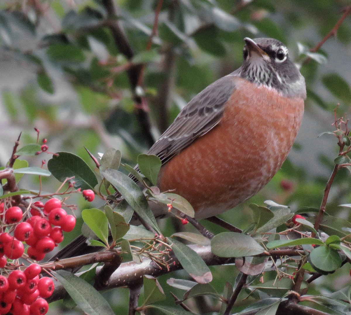 American Robin - ML133818171