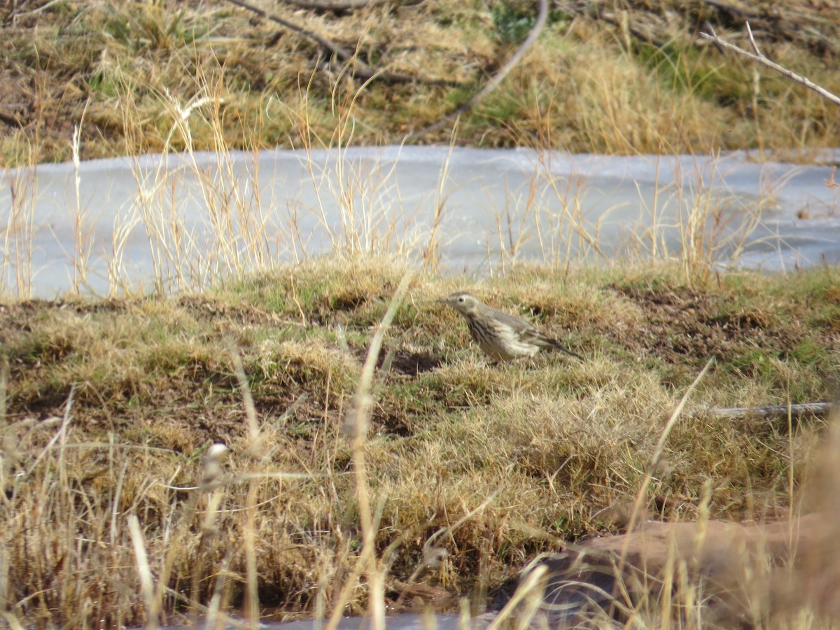 American Pipit - ML133819481