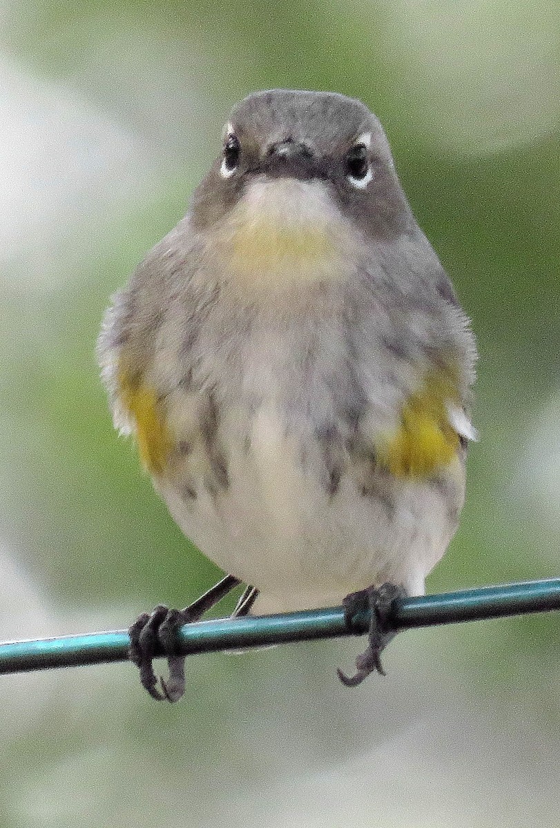 myrteparula (auduboni) (sitronstrupeparula) - ML133820121