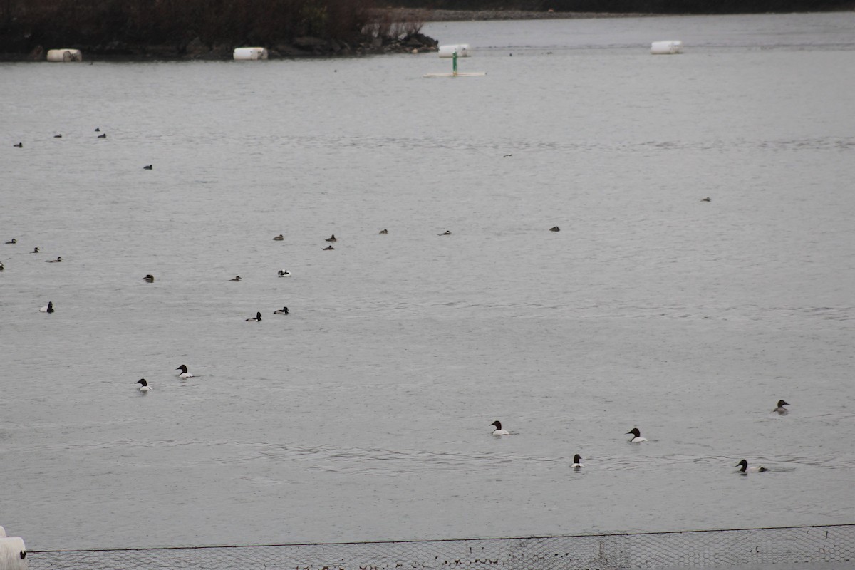 Büyük Elmabaş - ML133820381