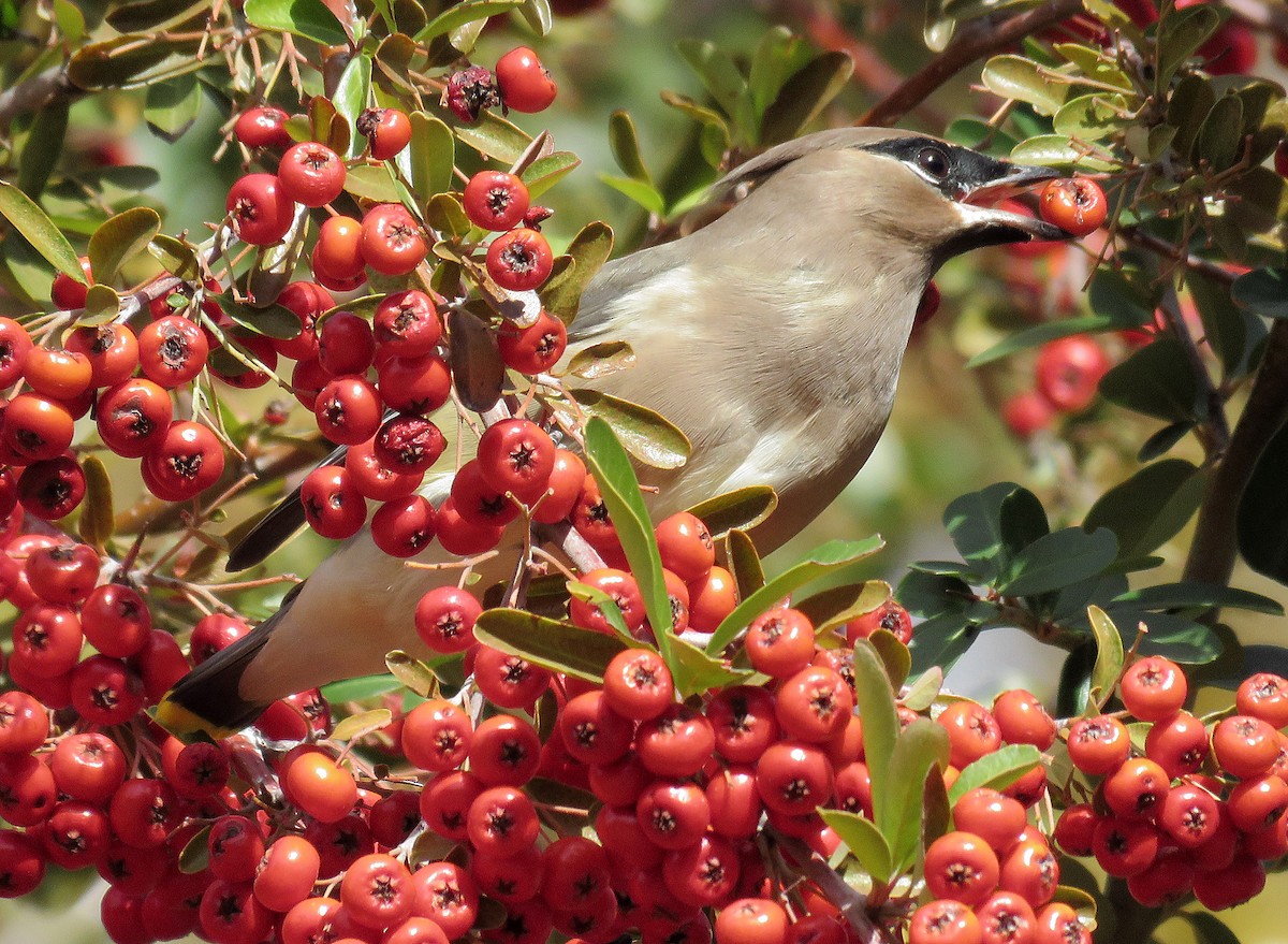 Cedar Waxwing - Ed Thomas