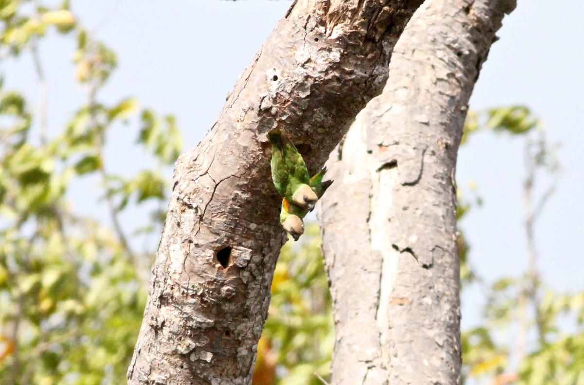 Senegal Parrot - ML133820901