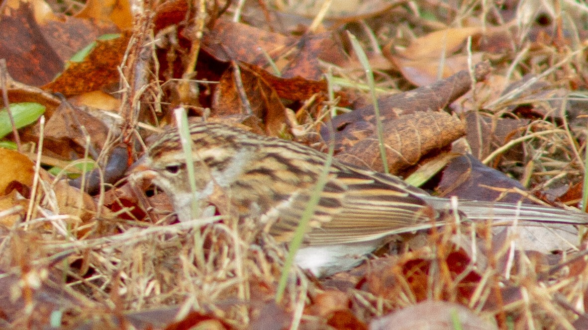 Chipping Sparrow - Jason Forbes