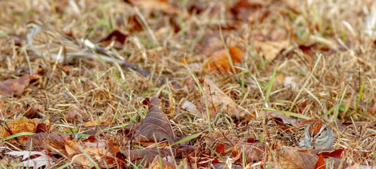 Chipping Sparrow - ML133824781