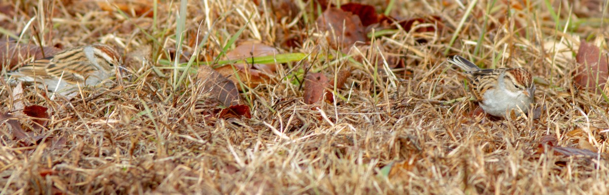 Chipping Sparrow - ML133824831