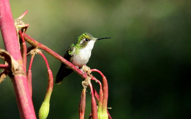 Green-throated Mountain-gem - ML133828301