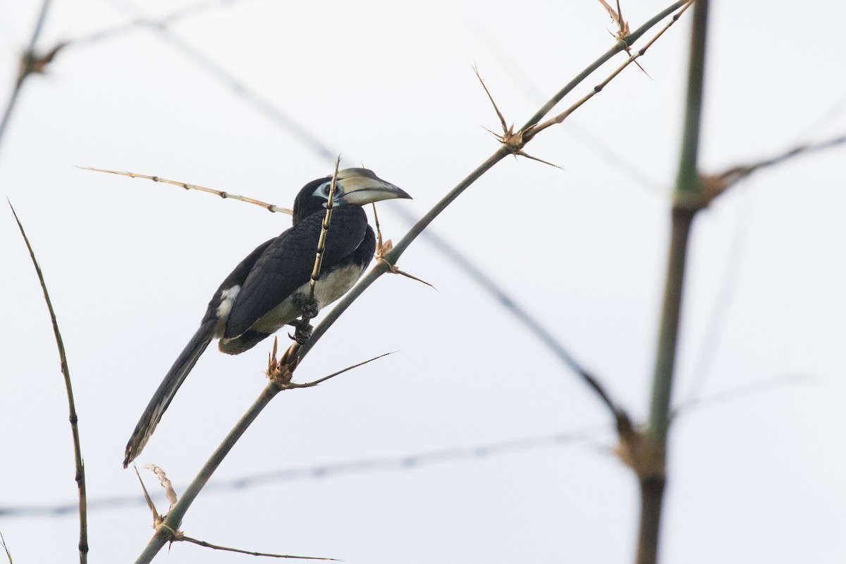 Oriental Pied-Hornbill - ML133829011