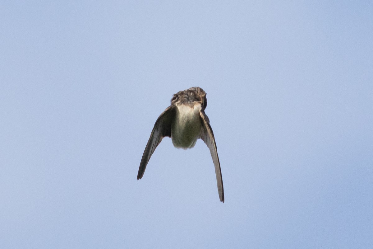 Barn Swallow - ML133829151