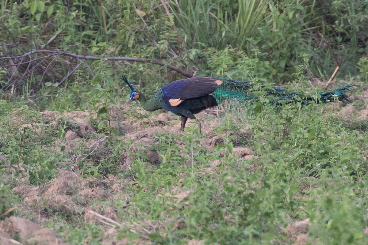 Green Peafowl - ML133829491