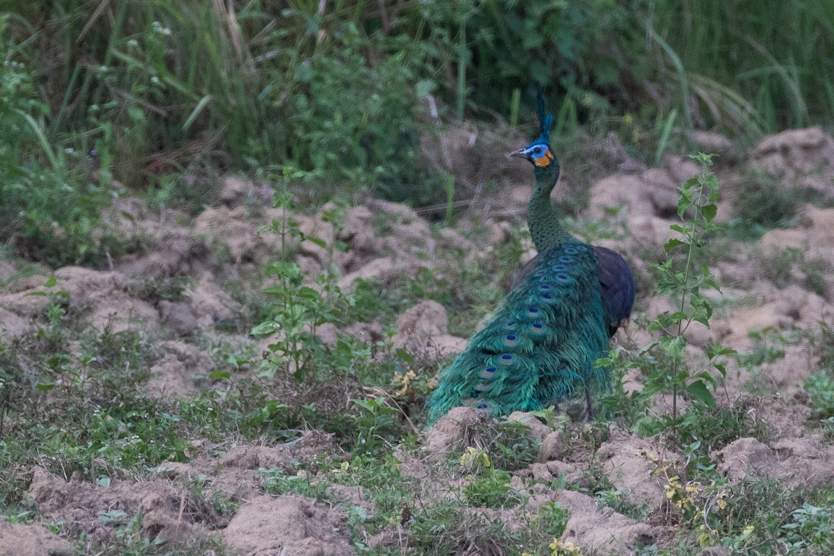 Green Peafowl - ML133829671