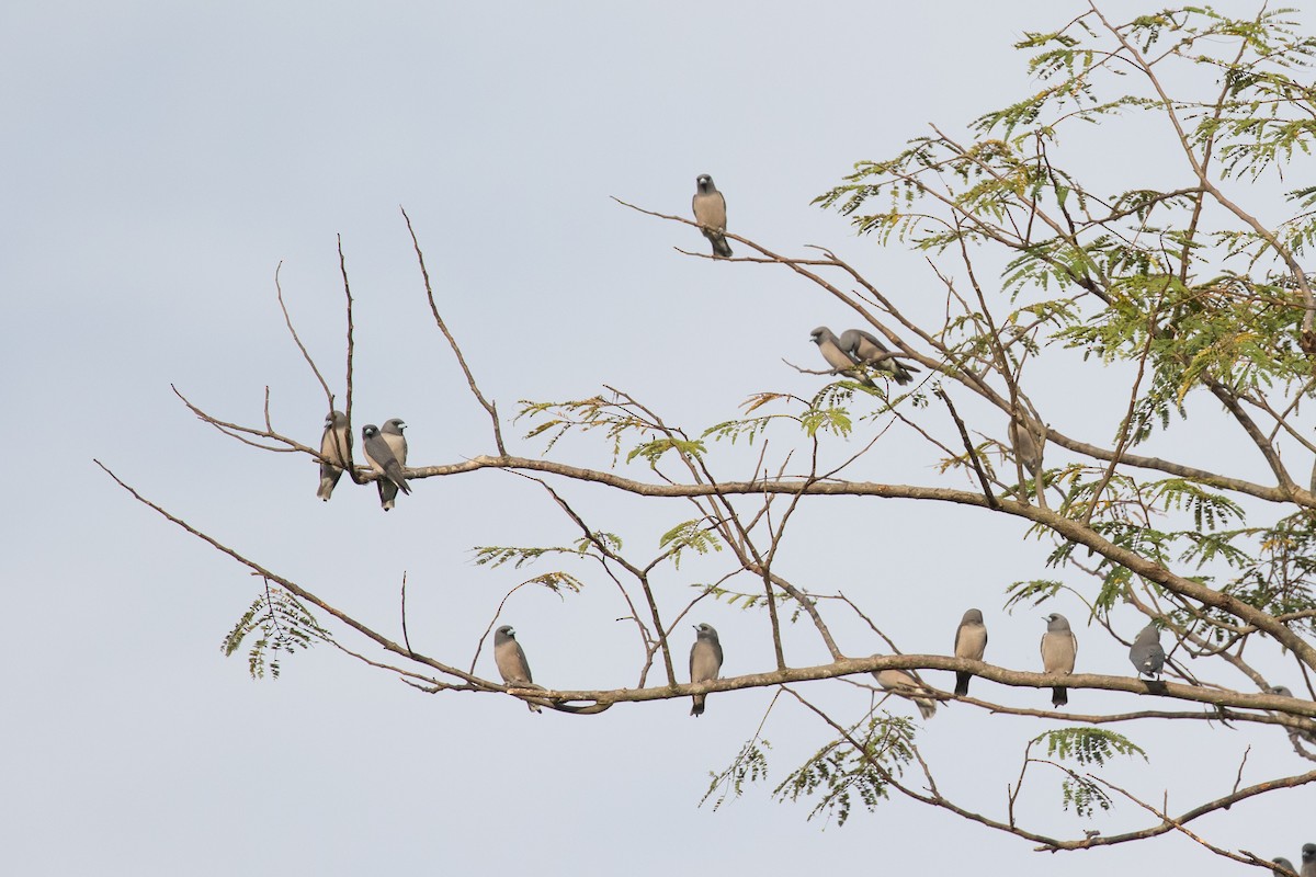 Ashy Woodswallow - ML133829741