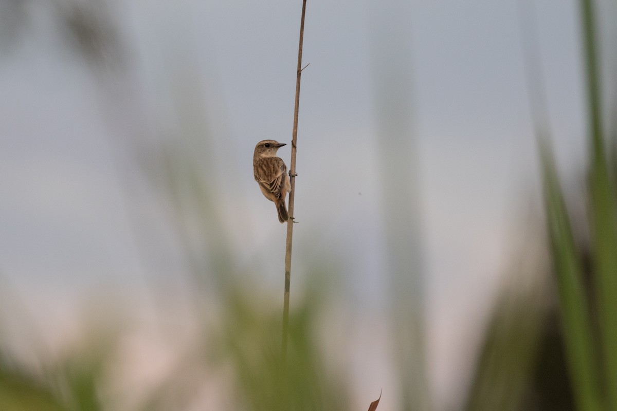 Amur Stonechat - ML133829921