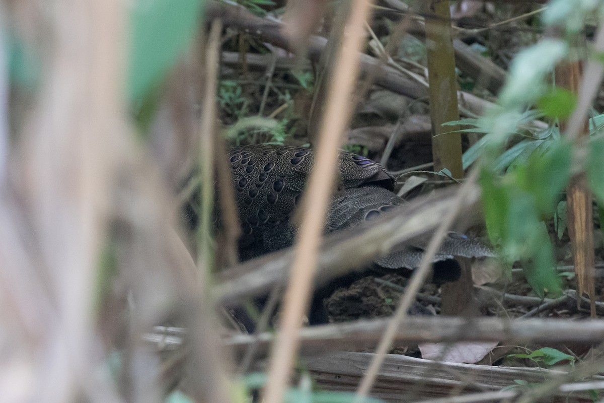 Germain's Peacock-Pheasant - ML133829951