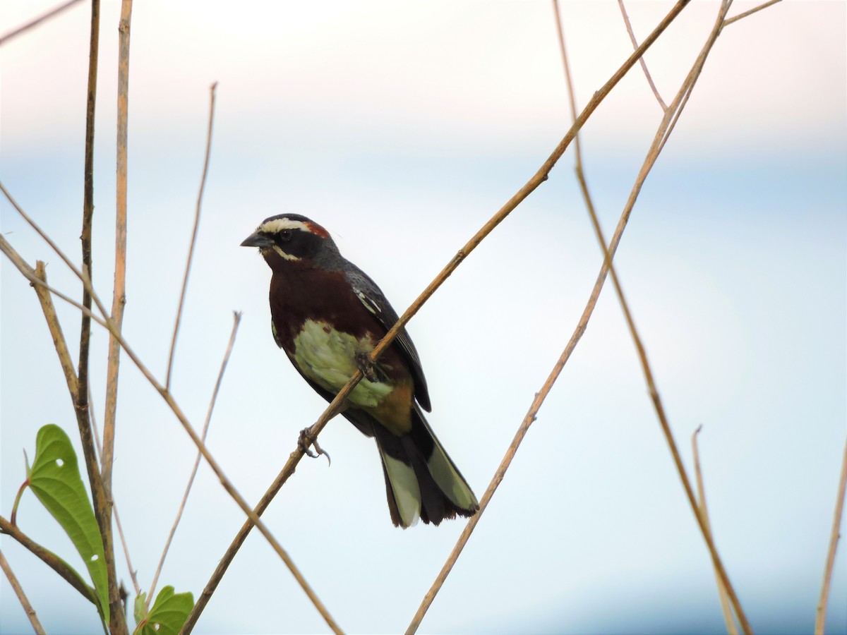 Black-and-chestnut Warbling Finch - Nicolás Bejarano