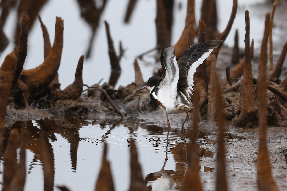 Red-kneed Dotterel - ML133832221