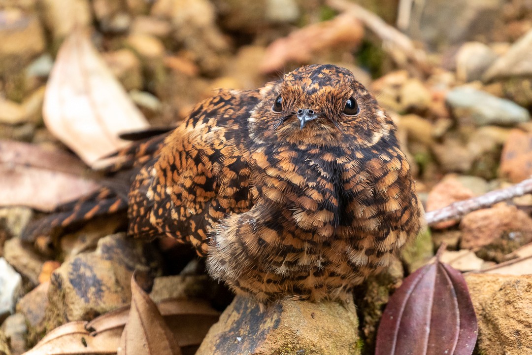 Swallow-tailed Nightjar - ML133833151