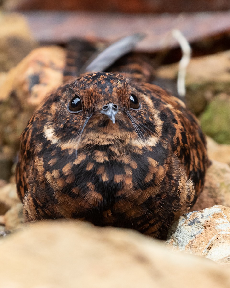 Swallow-tailed Nightjar - ML133833171