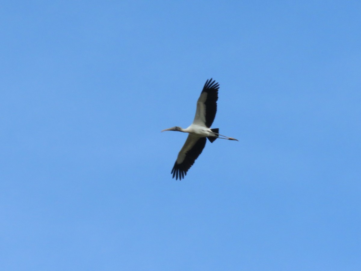 Wood Stork - Gord Dubois