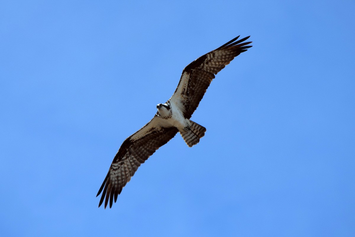 Balbuzard pêcheur - ML133833401