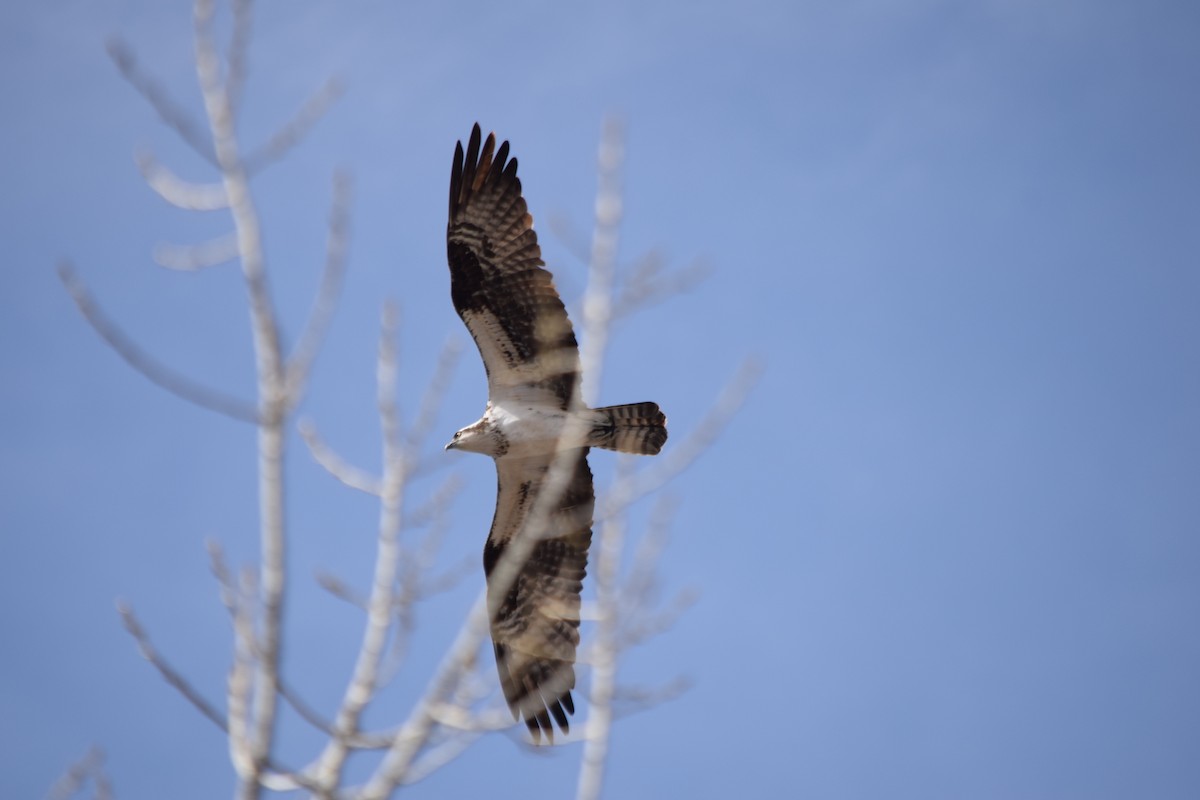 Osprey - ML133833451