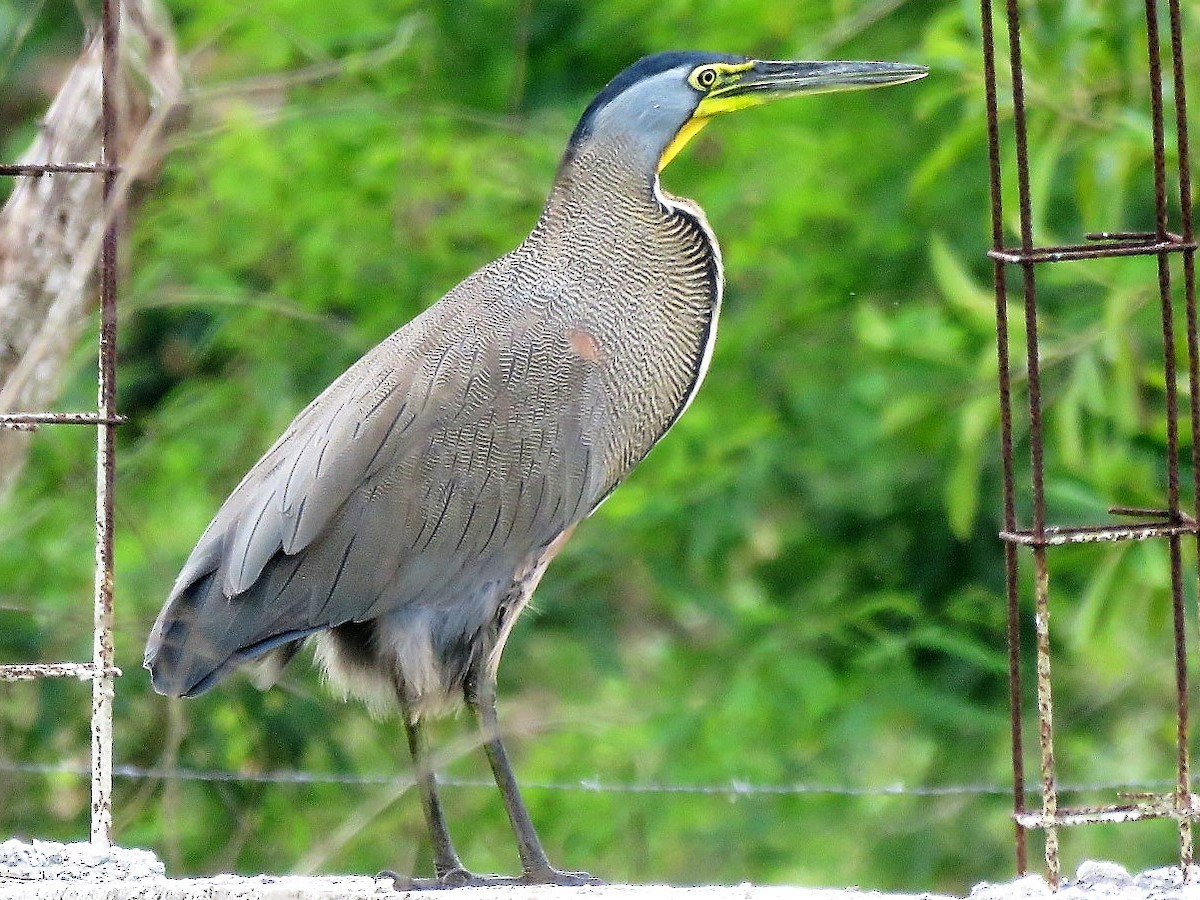 Bare-throated Tiger-Heron - Gord Dubois