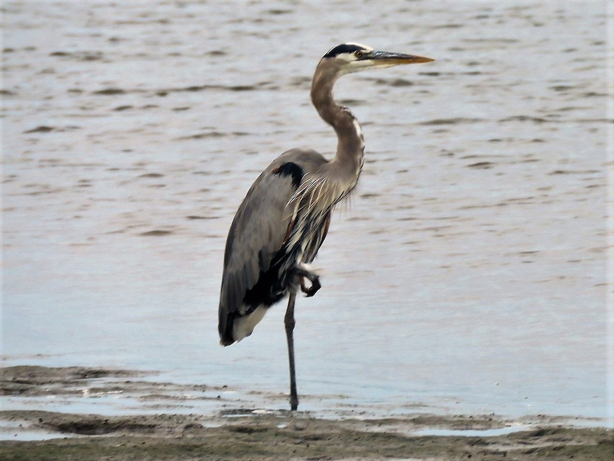 Great Blue Heron - Gord Dubois