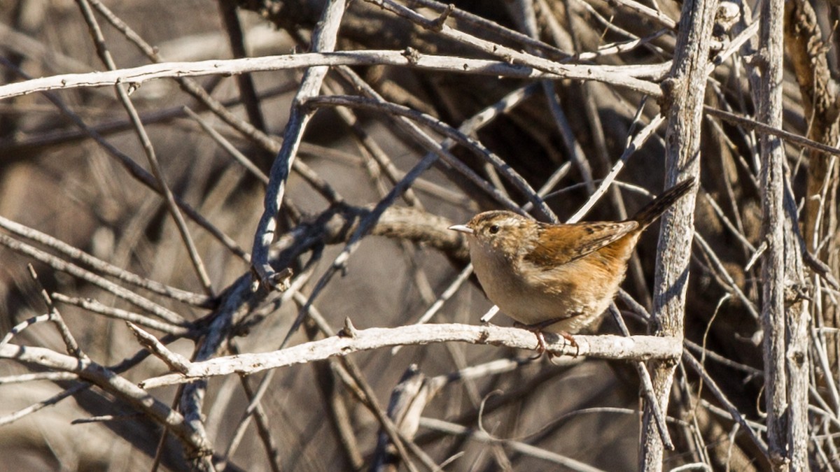 Marsh Wren - ML133834491